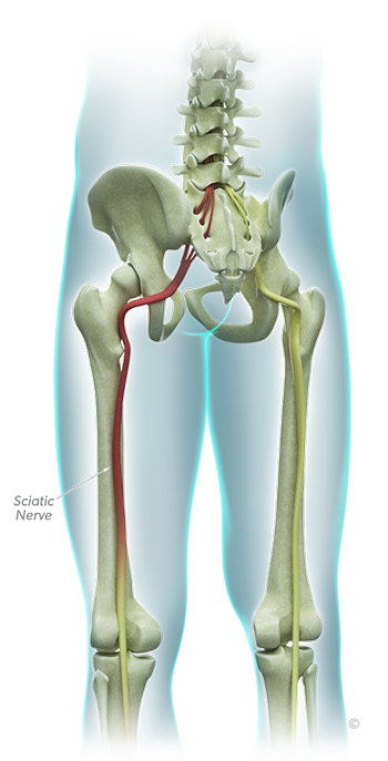 Sciatic Nerve